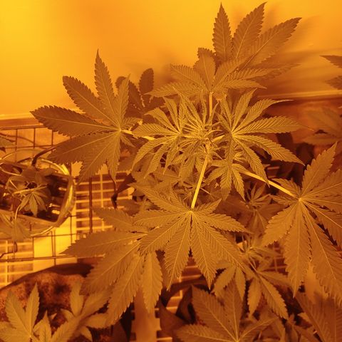 Super Lemon Haze growlog timeline photo