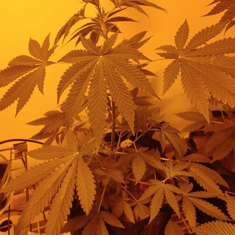 Super Lemon Haze growlog timeline photo
