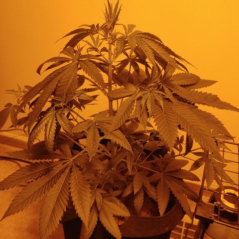 Super Lemon Haze growlog timeline photo