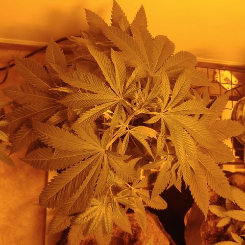 Super Lemon Haze growlog timeline photo