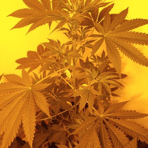 Super Lemon Haze growlog timeline photo