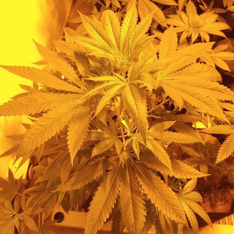Super Lemon Haze growlog timeline photo