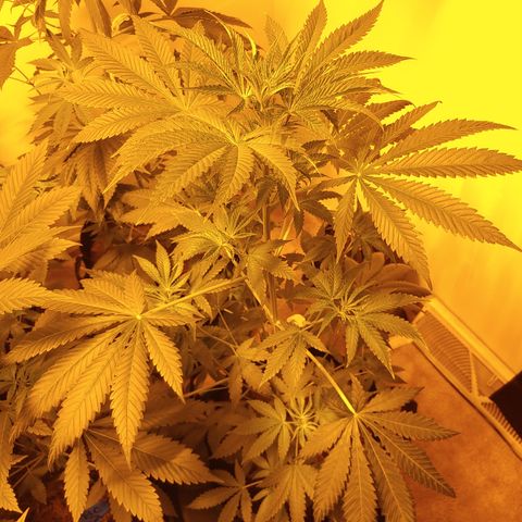 Super Lemon Haze growlog timeline photo