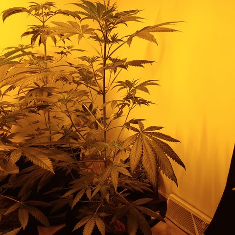 Super Lemon Haze growlog timeline photo