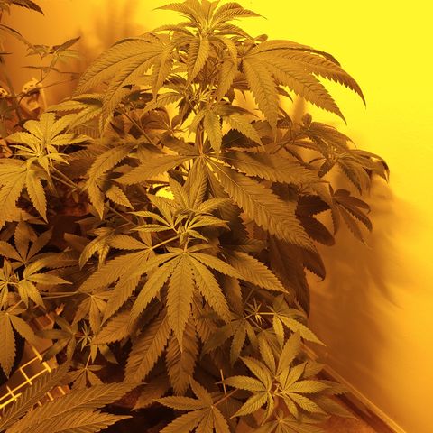 Super Lemon Haze growlog timeline photo