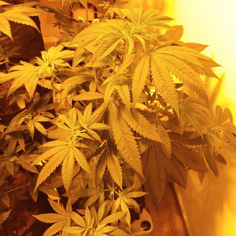 Super Lemon Haze growlog timeline photo