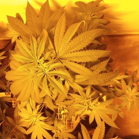 Super Lemon Haze growlog timeline photo