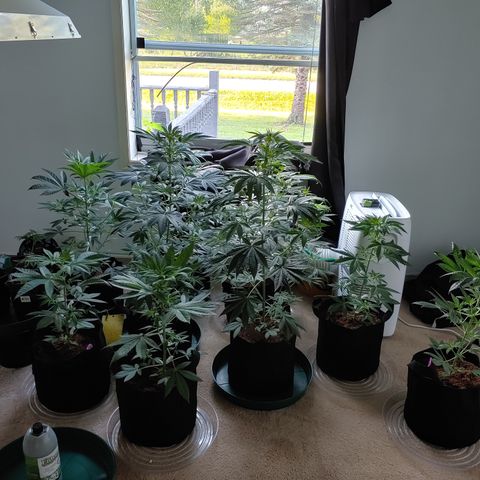 Super Lemon Haze growlog photo: Power out