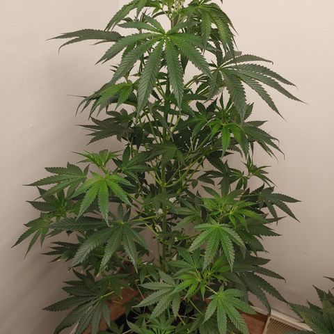 Super Lemon Haze growlog timeline photo