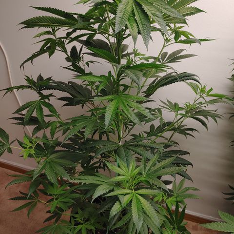Super Lemon Haze growlog timeline photo