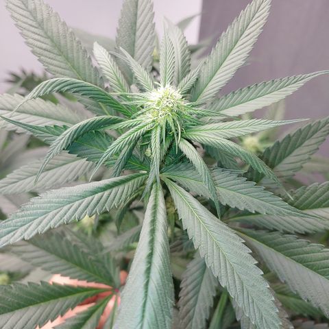 Super Lemon Haze growlog timeline photo