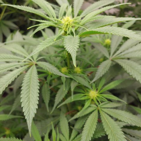 Super Lemon Haze growlog timeline photo