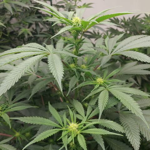 Super Lemon Haze growlog timeline photo