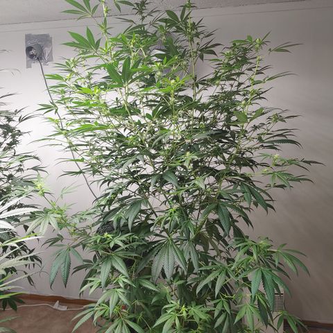 Super Lemon Haze growlog timeline photo