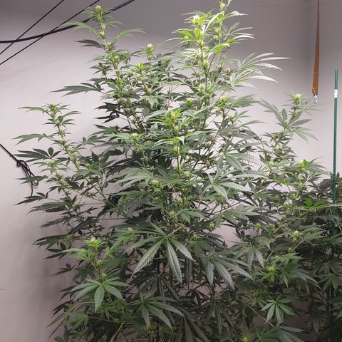 Super Lemon Haze growlog timeline photo