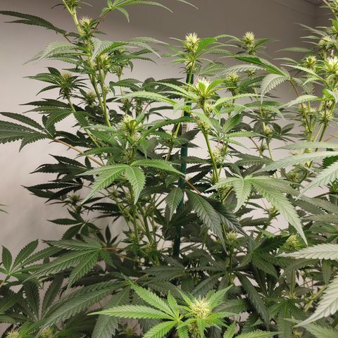 Super Lemon Haze growlog timeline photo