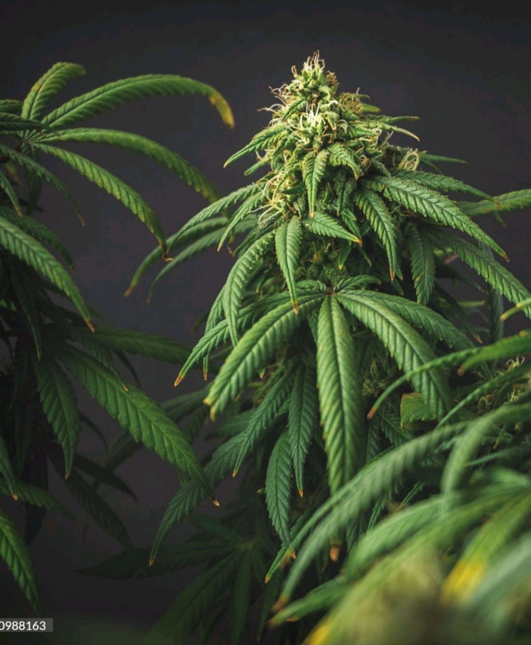 Vintage Skunk #1 growlog header