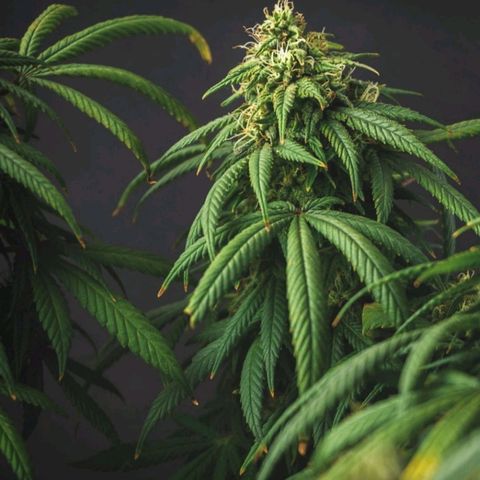 Vintage Skunk #1 growlog in Ao ar livre