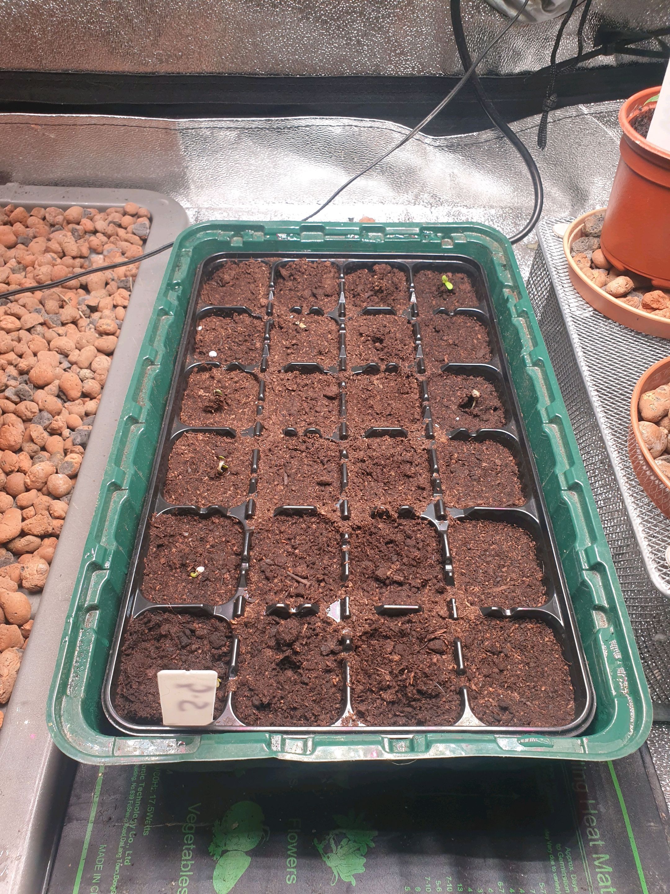 Strawberry Gorilla Auto growlog header