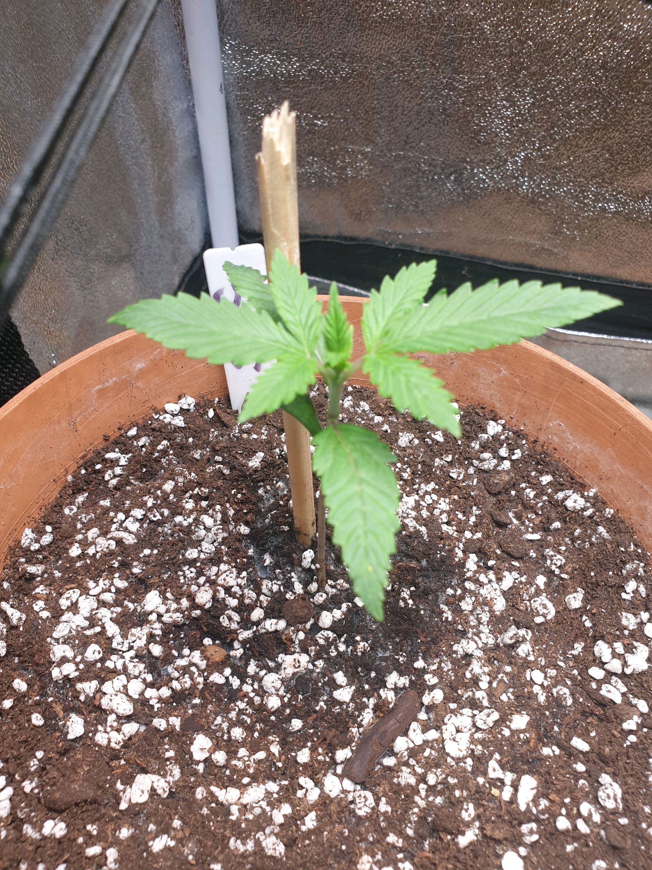 Strawberry Gorilla Auto growlog header