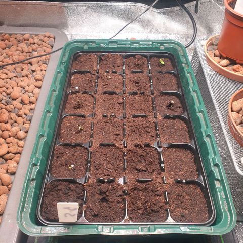 Strawberry Gorilla Auto growlog photo