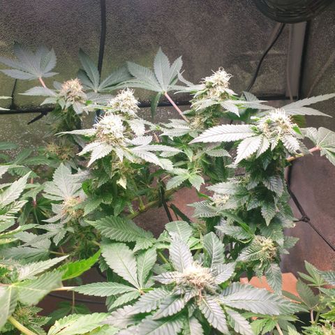 Strawberry Gorilla Auto growlog photo