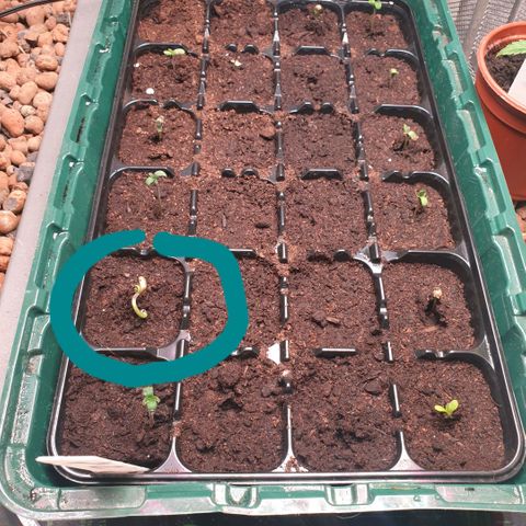 Strawberry Gorilla Auto growlog photo