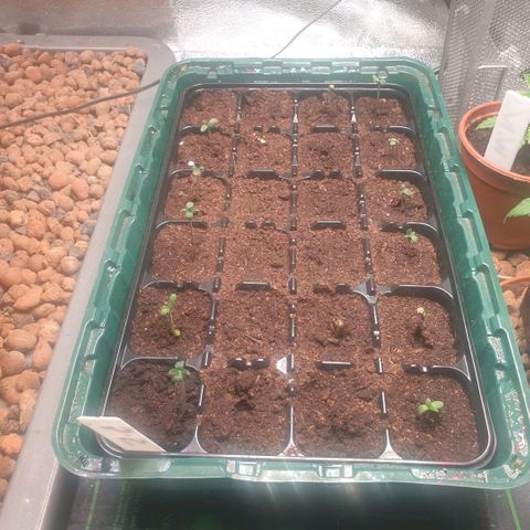 Strawberry Gorilla Auto growlog timeline photo