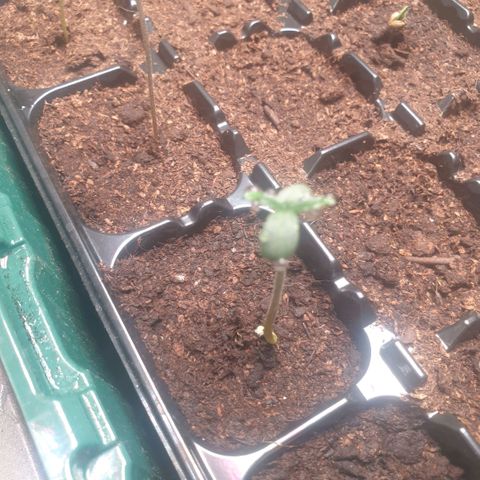 Strawberry Gorilla Auto growlog photo