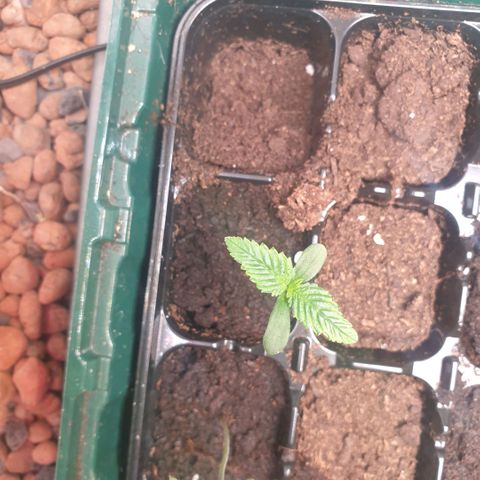 Strawberry Gorilla Auto growlog photo: 2nd set of leaves visible