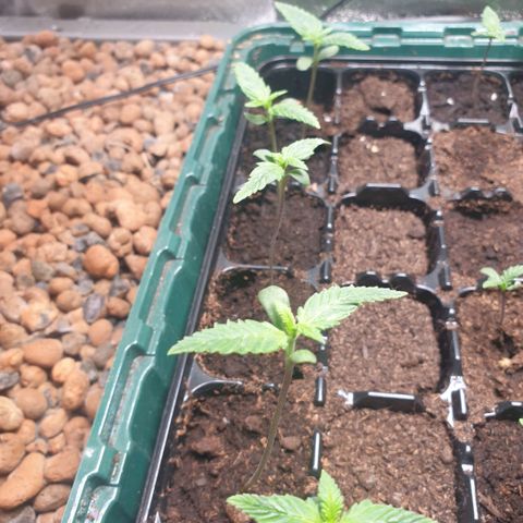 Strawberry Gorilla Auto growlog photo: Getting very leggy. I know it's not the lights as I have other seedlings from a different strain in the same environment doing fine.