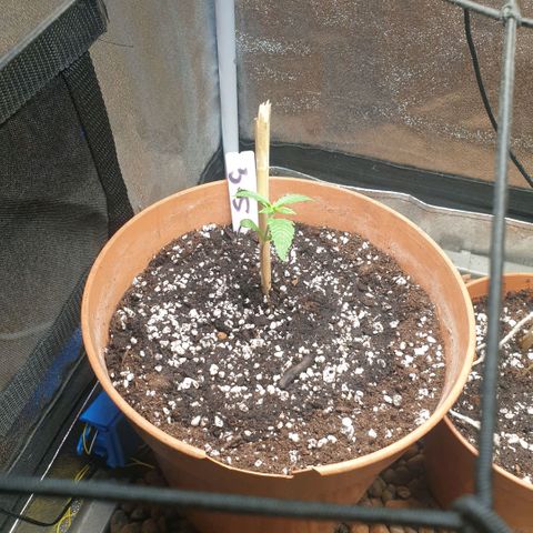 Strawberry Gorilla Auto growlog timeline photo