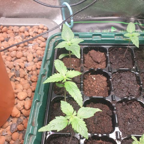 Strawberry Gorilla Auto growlog timeline photo