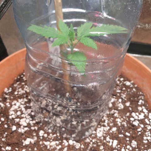 Strawberry Gorilla Auto growlog timeline photo