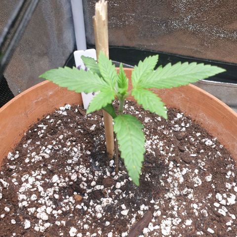 Strawberry Gorilla Auto growlog timeline photo