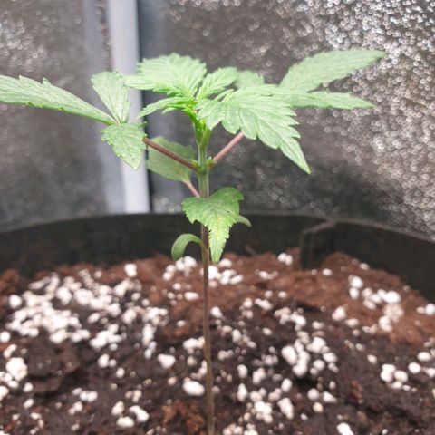 Strawberry Gorilla Auto growlog photo: Growth at the nodes has started.