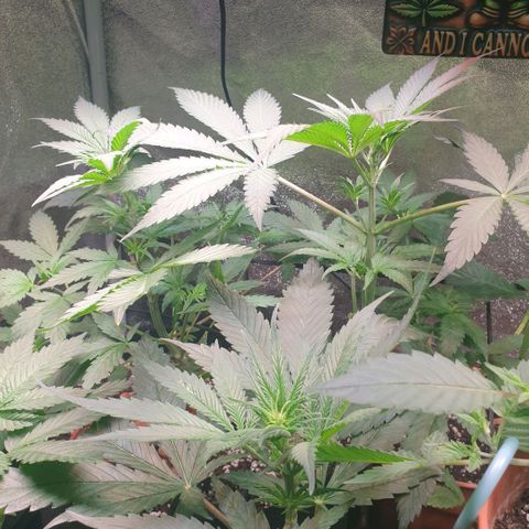 Strawberry Gorilla Auto growlog timeline photo