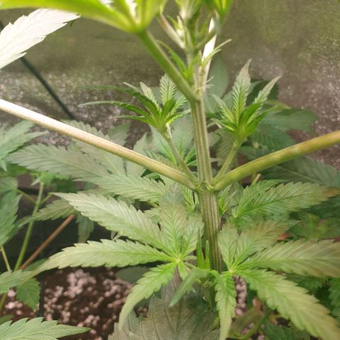 Strawberry Gorilla Auto growlog photo: Calyx visible.