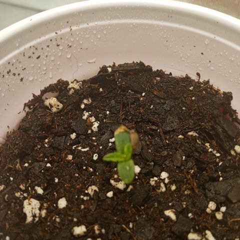Solo 1 growlog timeline photo