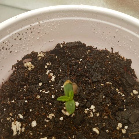 Solo 1 growlog timeline photo