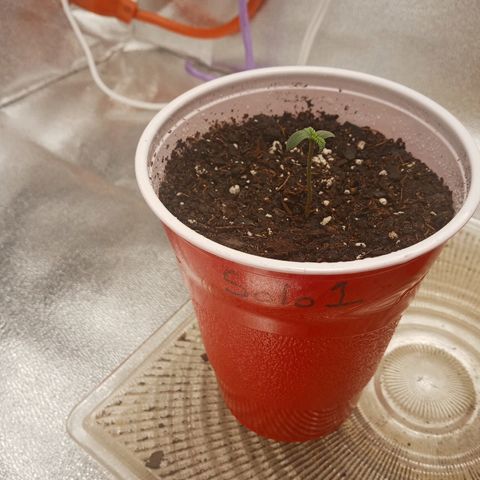 Solo 1 growlog timeline photo