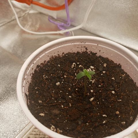 Solo 1 growlog timeline photo