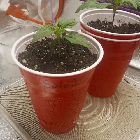 Solo 1 growlog timeline photo
