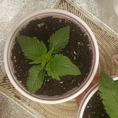 Solo 1 growlog timeline photo