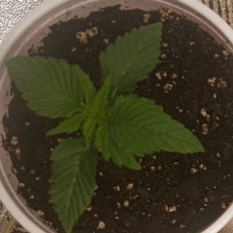 Solo 1 growlog timeline photo