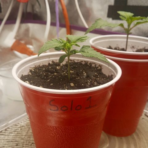 Solo 1 growlog timeline photo