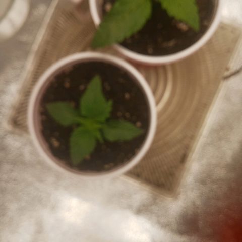 Solo 1 growlog timeline photo