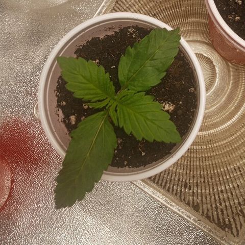 Solo 2 growlog timeline photo