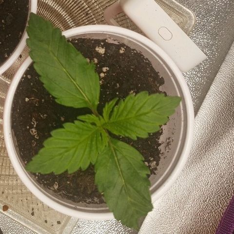 Solo 2 growlog timeline photo