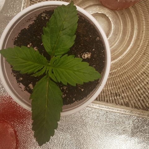 Solo 2 growlog timeline photo